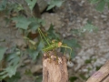 DSCN4367