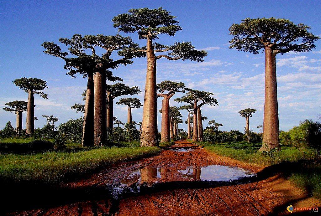 Baobabs