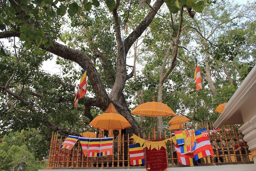 Sri Maha Bodhi