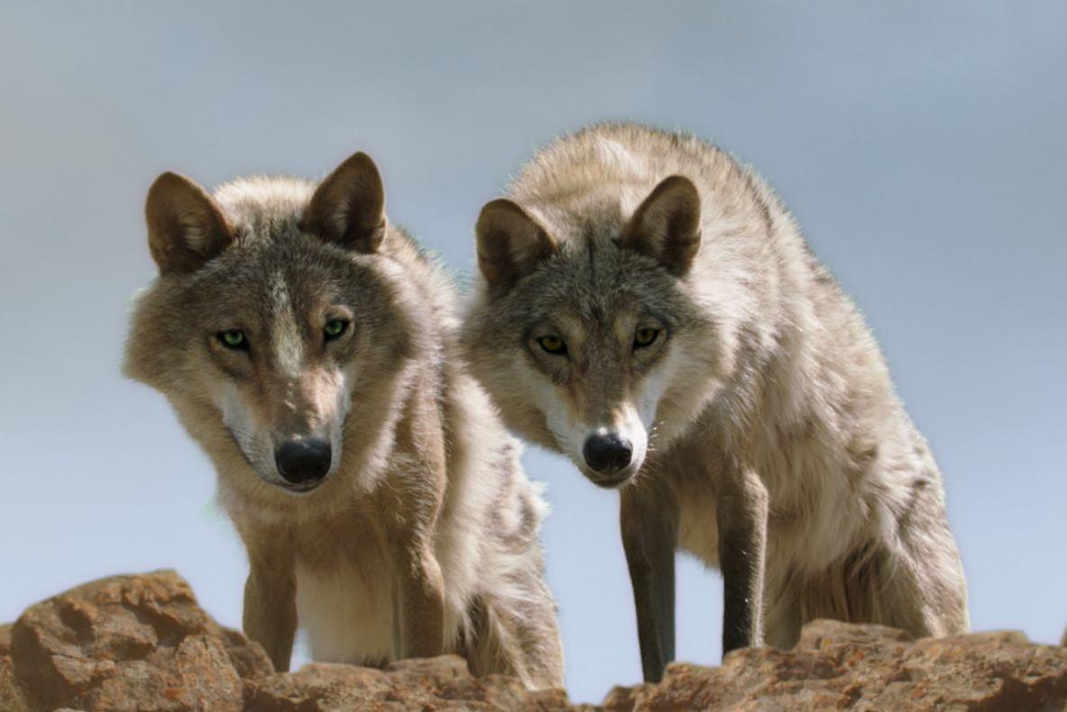 I agree Beneficiary Plant Wolf Totem (2015) - Ultimul lup - Recenzii filme și cărți