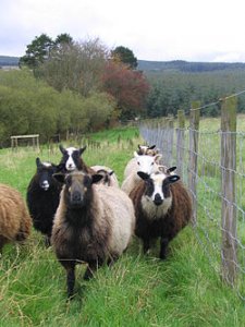 250px-Flock_of_shetland_sheep